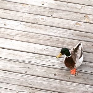 Meet your Posher, Thomas